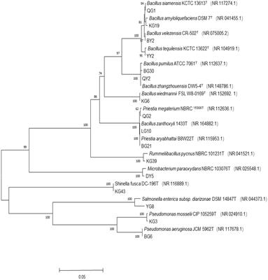 Biological functions of endophytic bacteria in Robinia pseudoacacia ‘Hongsen’